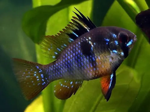 Ram
