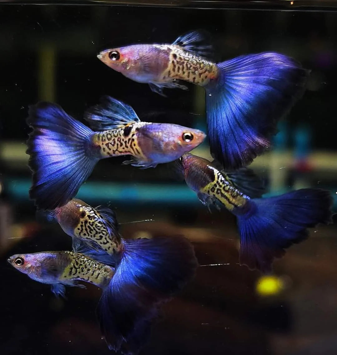 Blue Galaxy Guppy Male