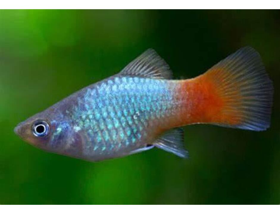 Blue Reef Platy