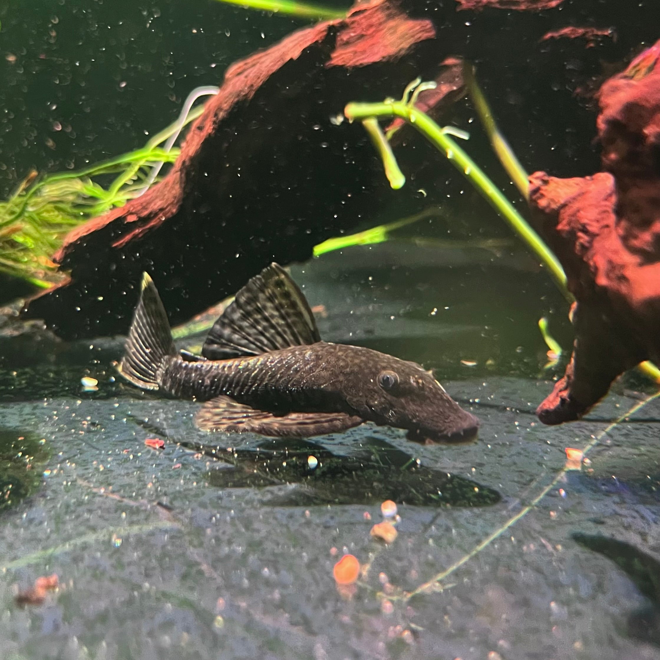Large Bristlenose Catfish