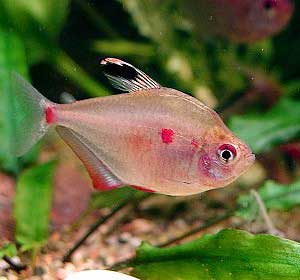 Bleeding Heart Tetra 5cm