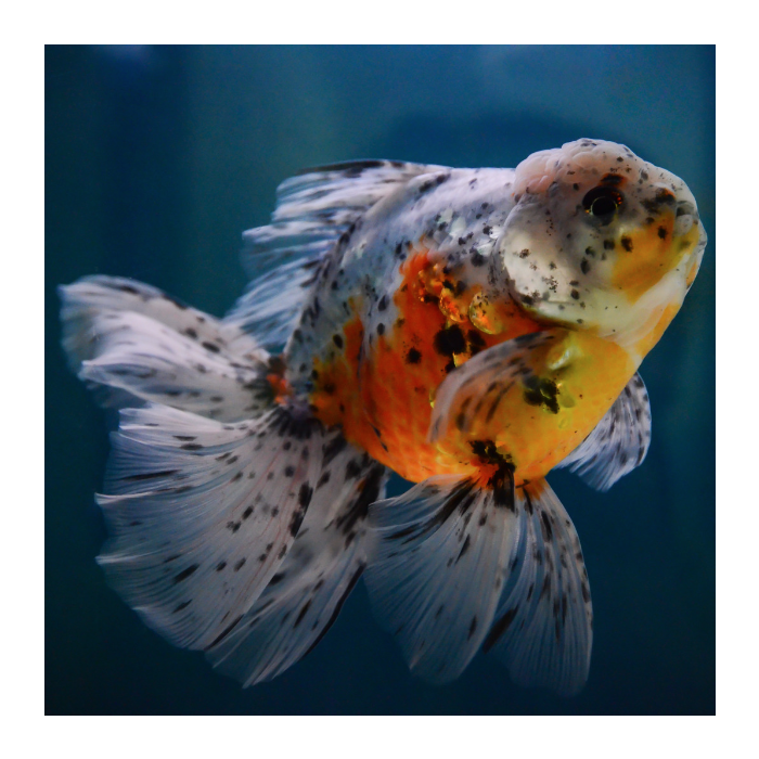 Calico Oranda 10cm