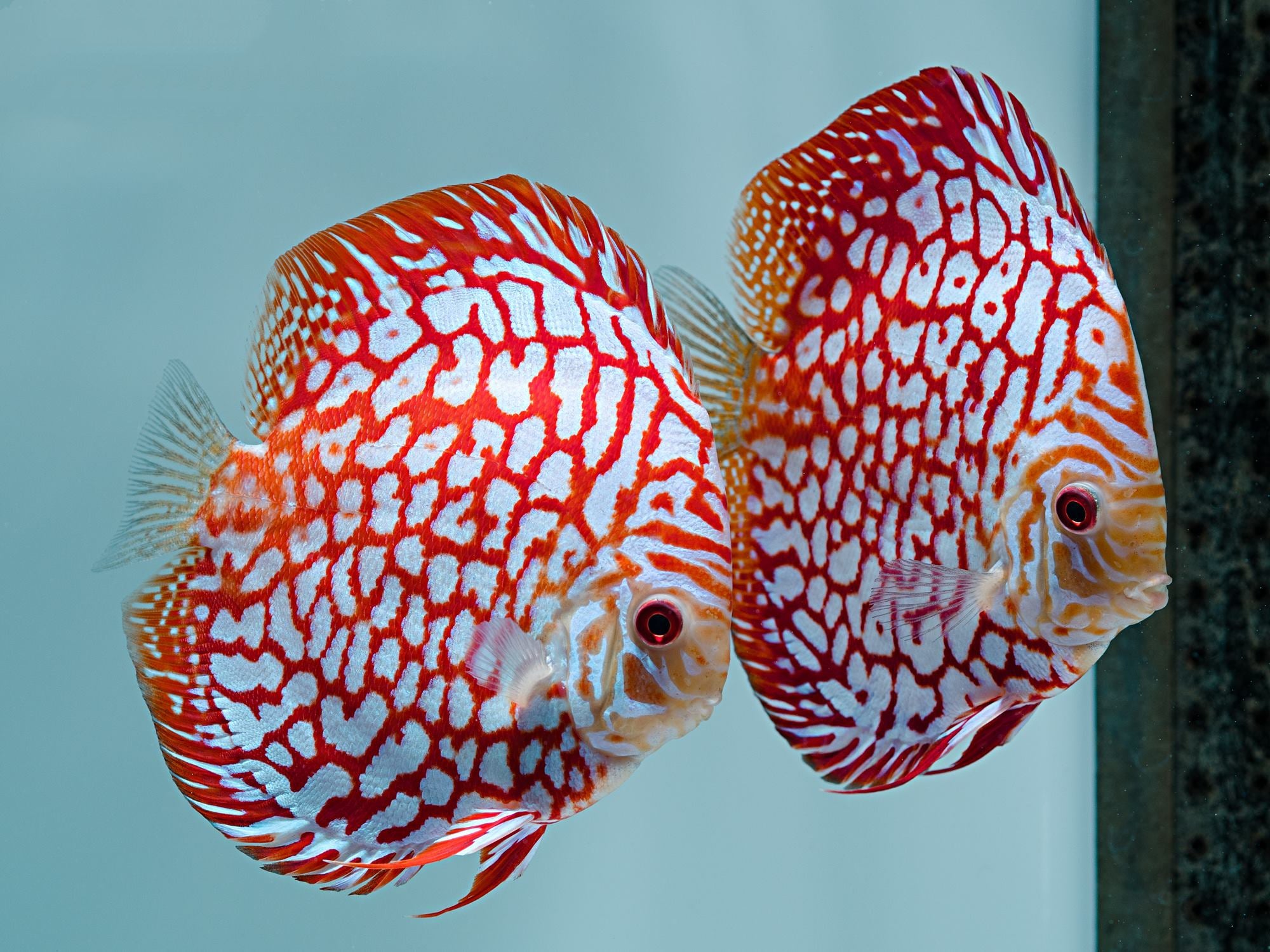 White Checkerboard Discus 5.0-6.0 Cm