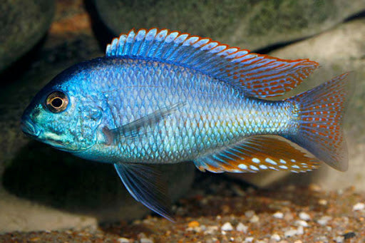 Chilotilapia Rhoadesii 7 cm