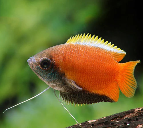 Wild Type Honey Gourami