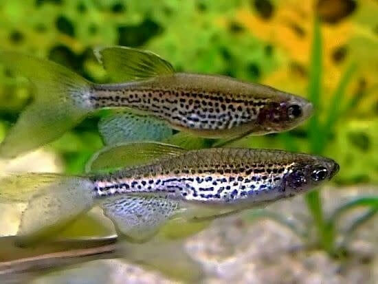 Longfin Leopard Danio