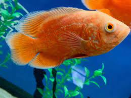 Extra Large Albino Oscar