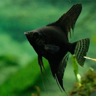 Assorted Angelfish 8cm