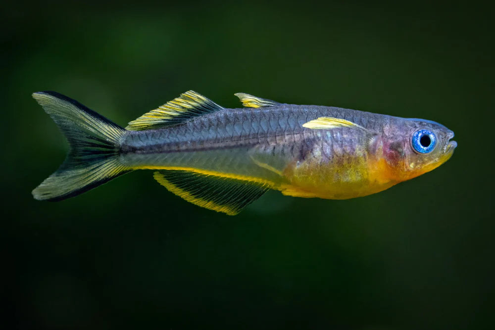 Forktail Blue Eye 3cm