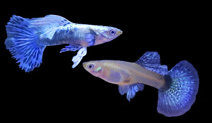 Purple Dragon Guppy Pair