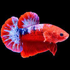 Female Hellgirl Betta HMPK