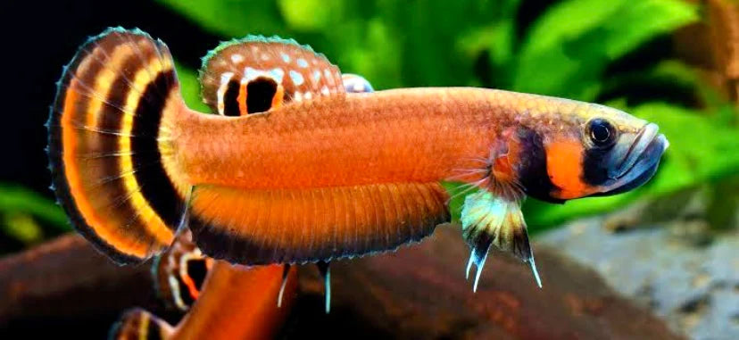 Macrostoma Betta Male and Female Juv Pair