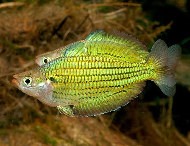 Fly River Rainbowfish - M. sexlineata