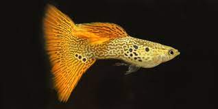 Albino Yellow Tiger Guppy Male