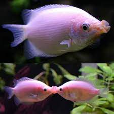 Pink Kissing Gourami