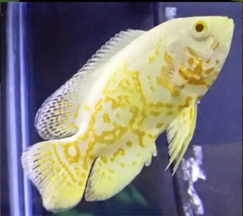 A Grade Lemon Oscar 7cm