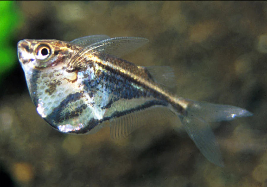 Marble Hatchetfish 3cm