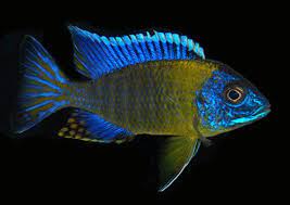 Maulana Peacock Cichlid (6cm)