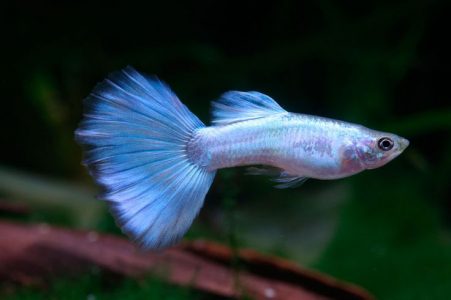 Blue Neon Guppy Male