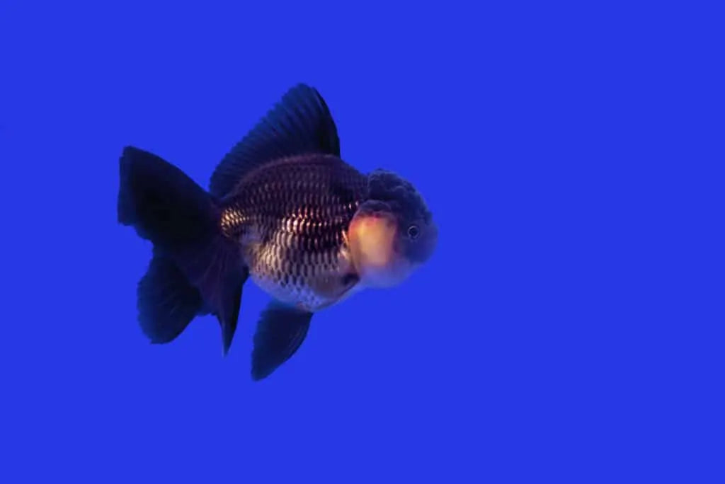 Black Shortbody Oranda 6cm