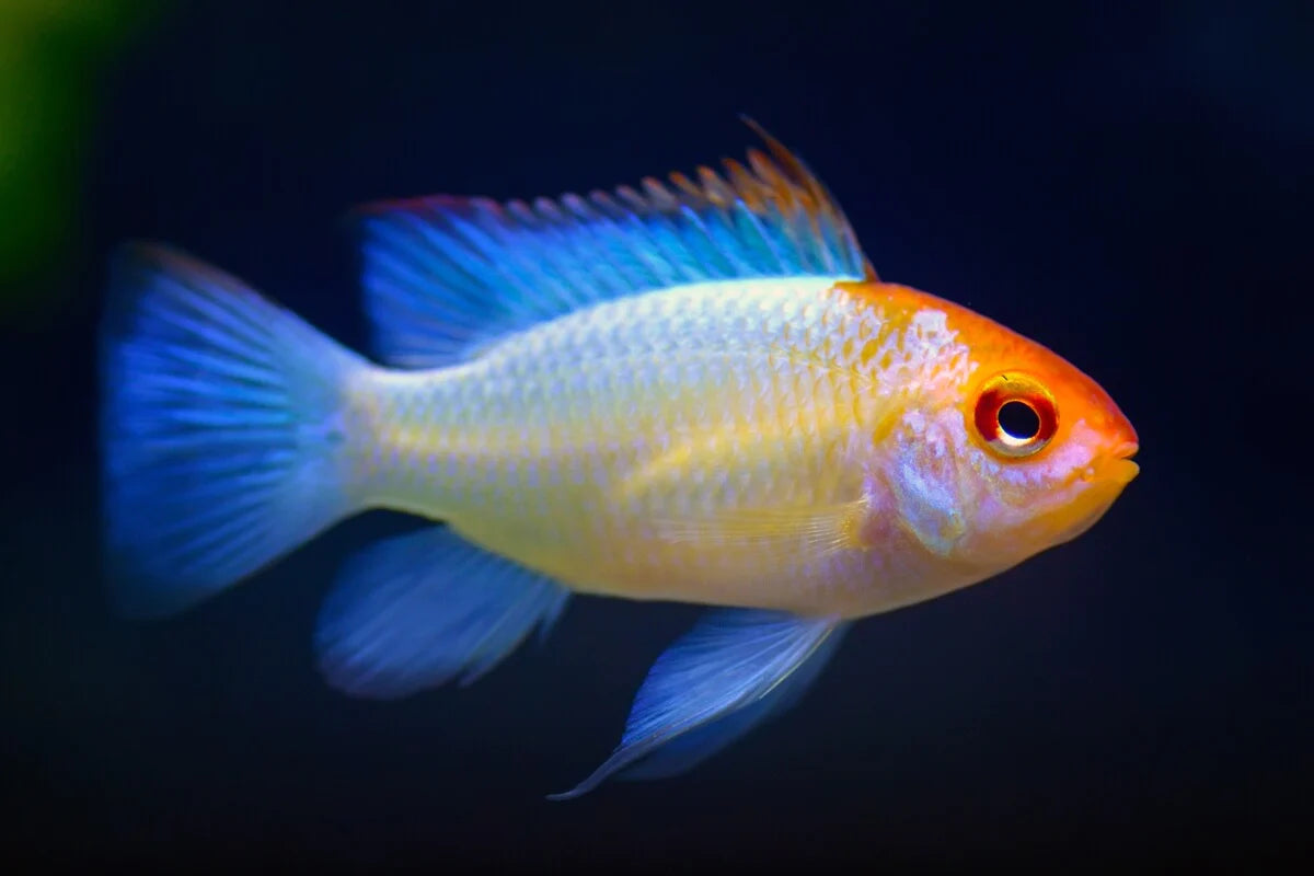 Gold Head Electric Blue Balloon Ram