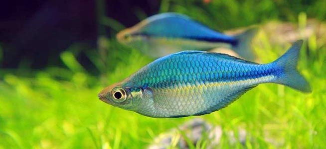 Turquoise Rainbow - Lacustris