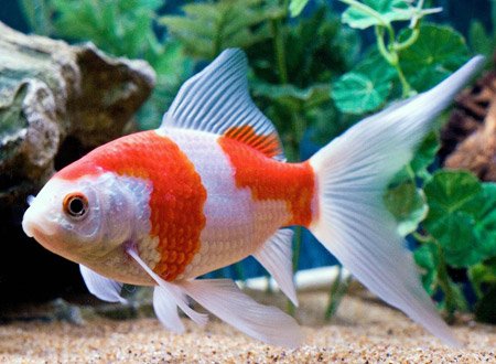 Comet Red and White 5cm