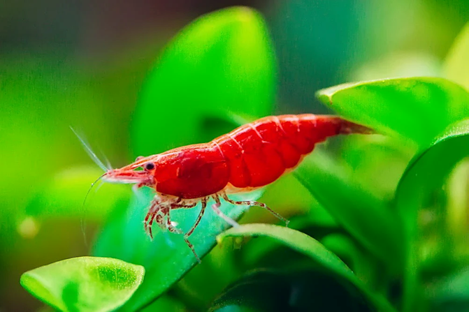 Red Cherry Shrimp