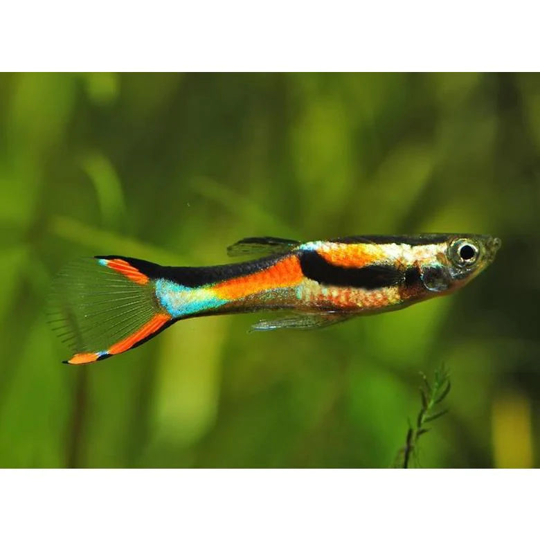 Red Line Endler Male