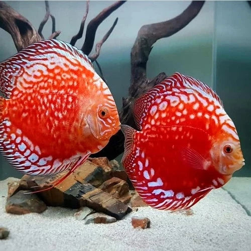 Red Stardust Discus 5.0-6.0 Cm