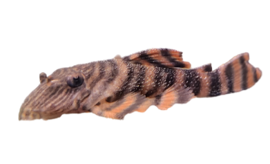 L397 Alenquer Tiger Pleco 4cm
