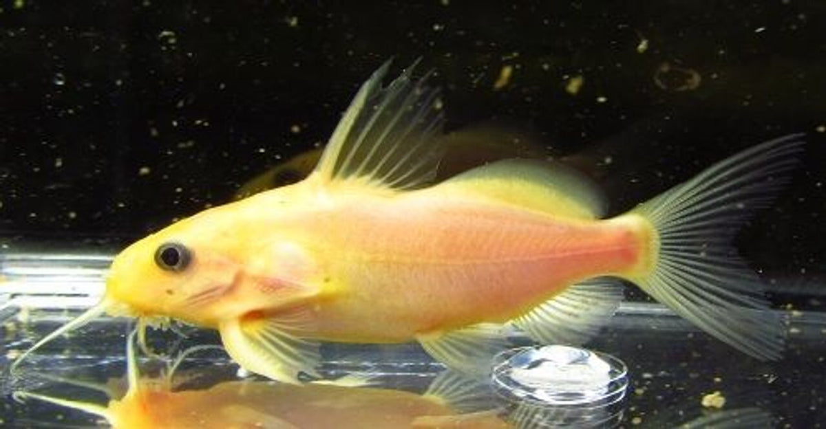Gold Synodontis Nigrita Catfish