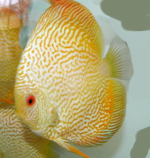 Yellow Snakeskin Discus 5.0-6.0 Cm