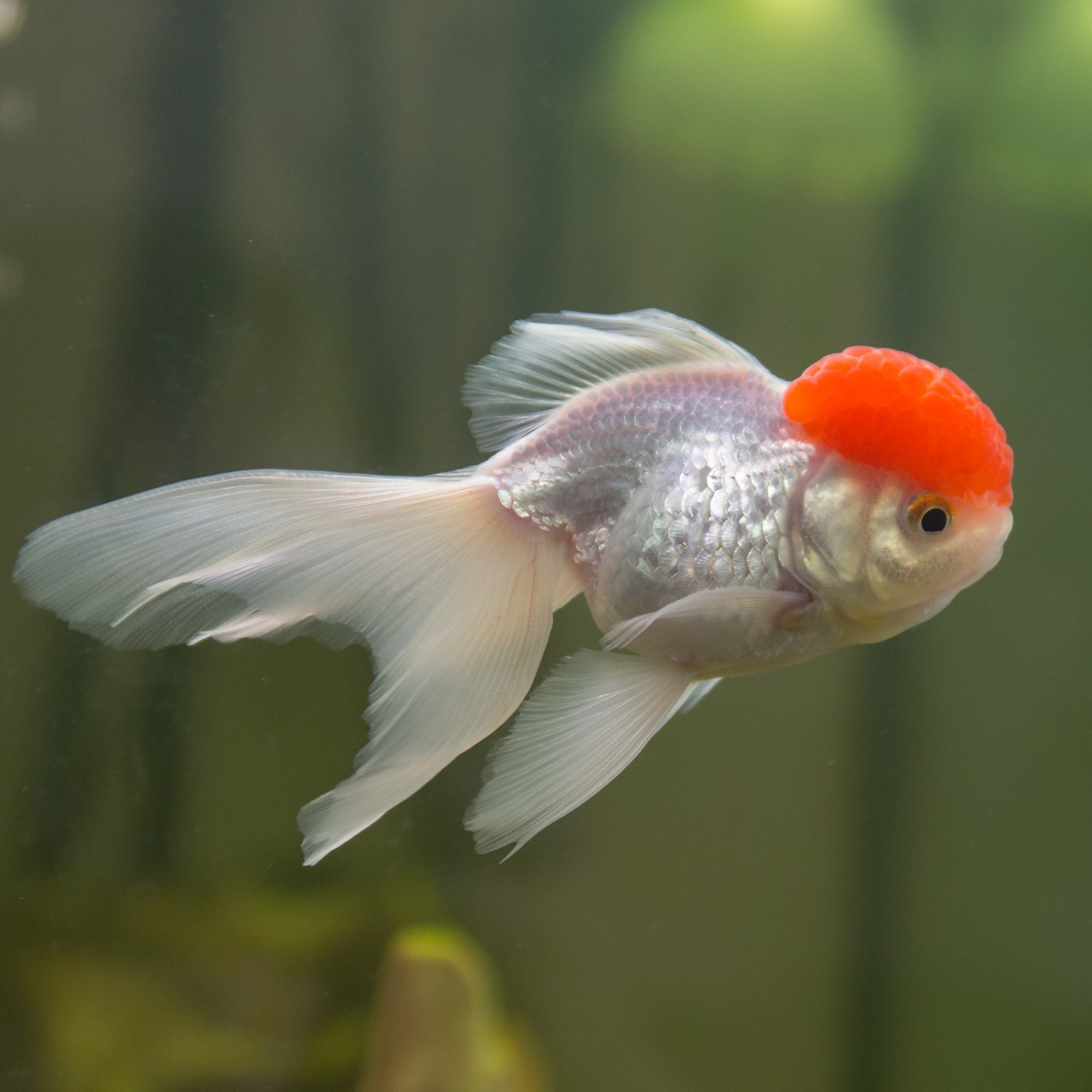 Red Cap Oranda 10cm