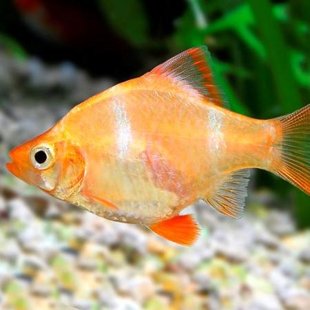 Gold Tiger Barb 4Cm
