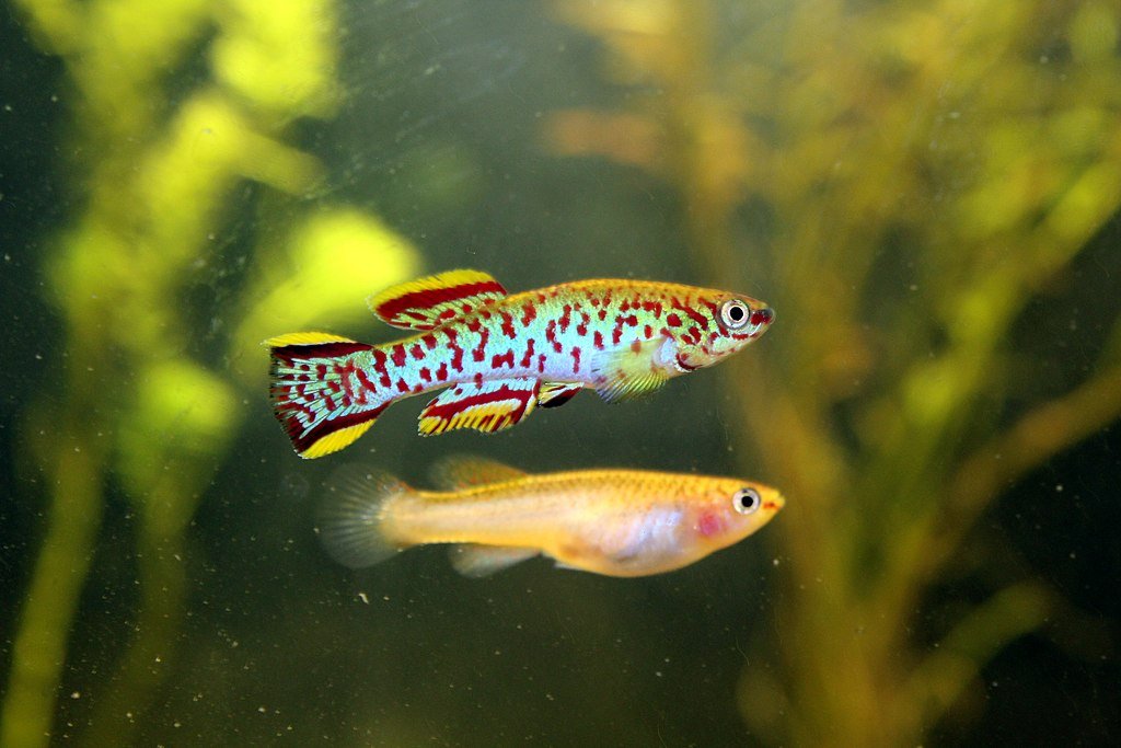 Aph. Gardeneri Steel Blue Killifish 4cm