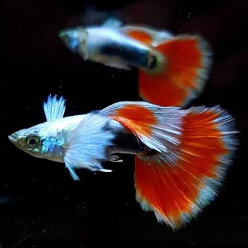Dumbo Ear Santa Guppy Male