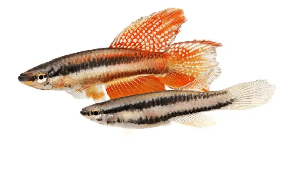 Aphyosemion Bivittatum Lagos Killifish