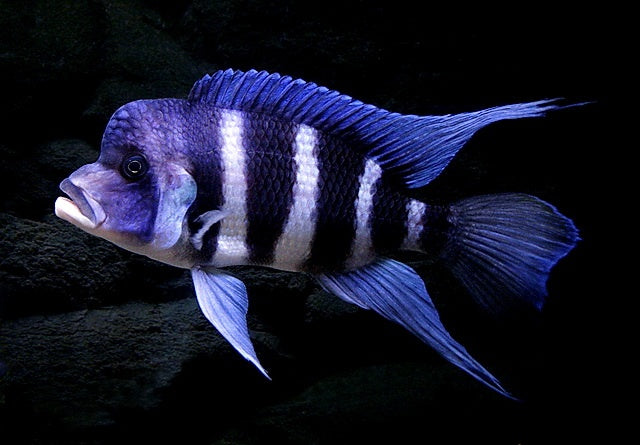 Frontosa Cichlid Black Widow 5cm
