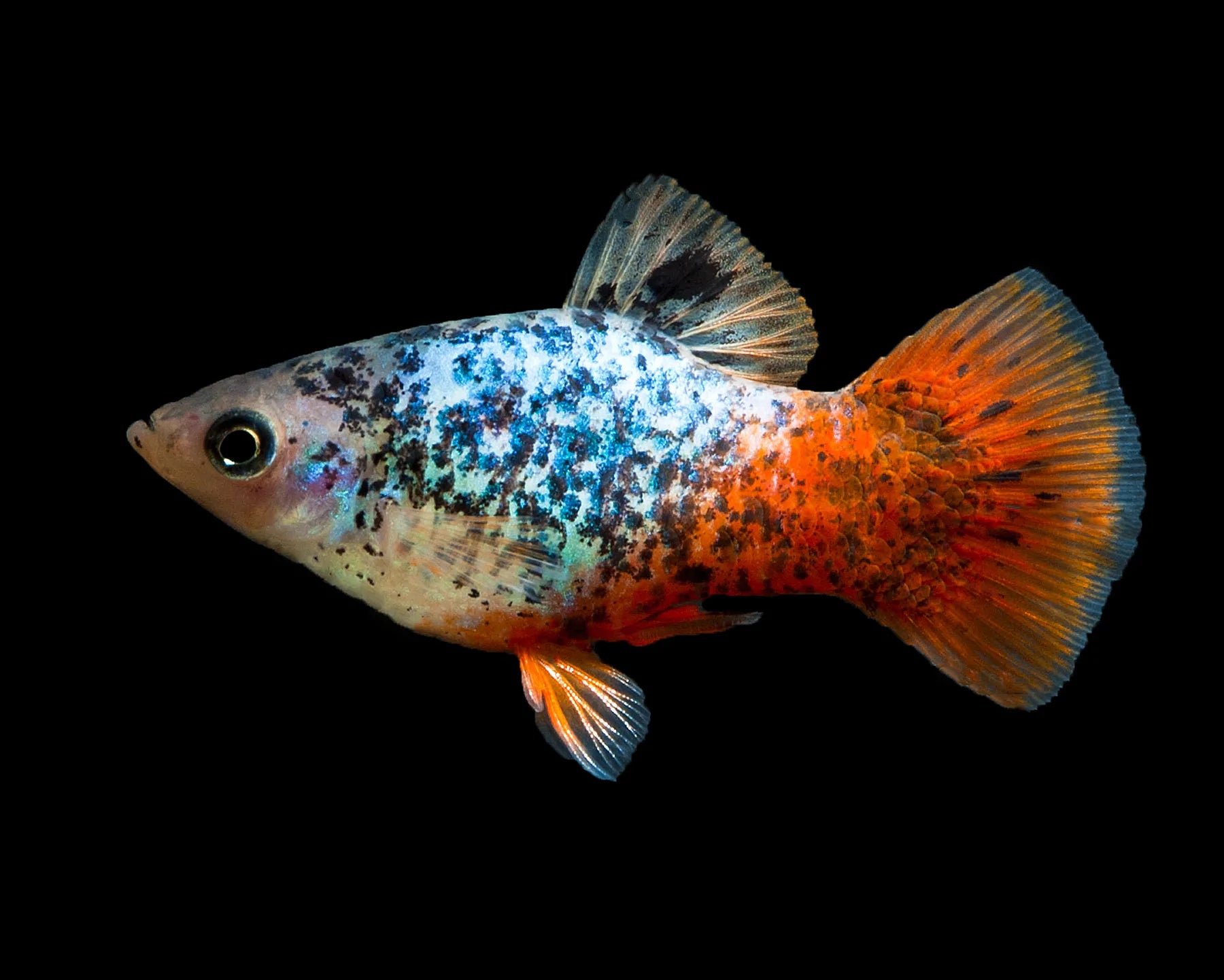 Glowlight Calico Platy