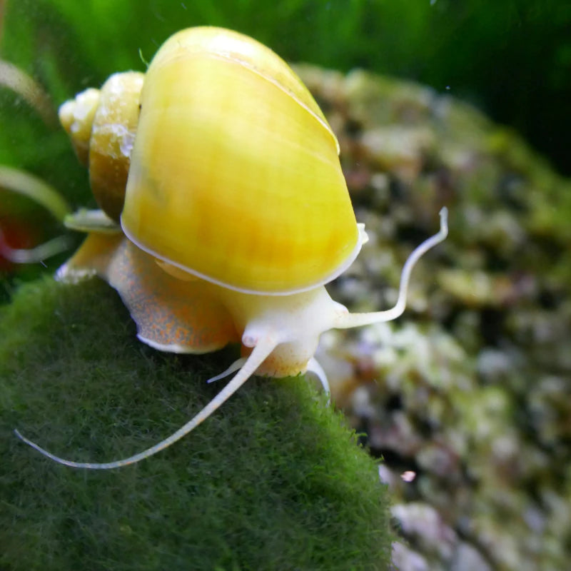 Assorted Mystery Snail