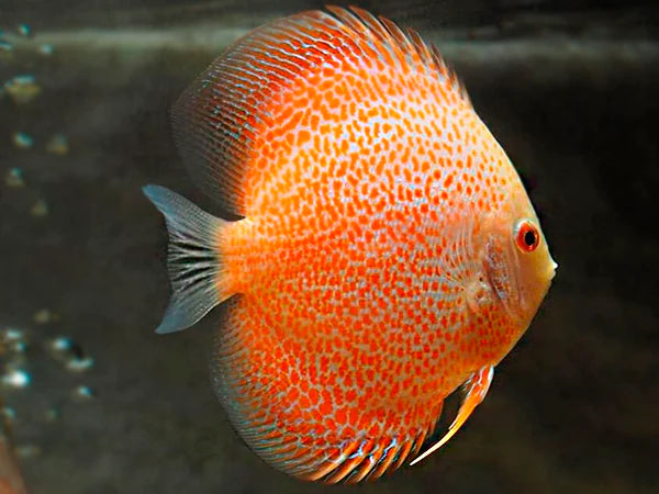 White Pigeon Discus 6.0-7.0 Cm