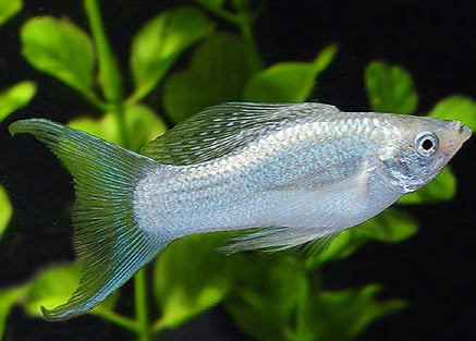 Silver Molly