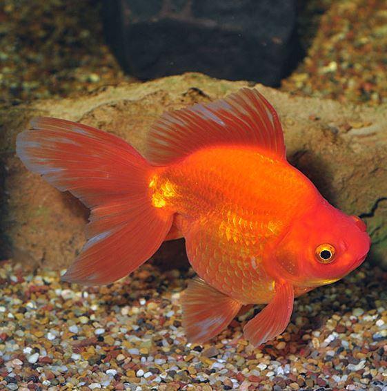 Calico Ryukin 6cm