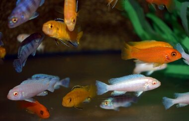 XL Cichlid