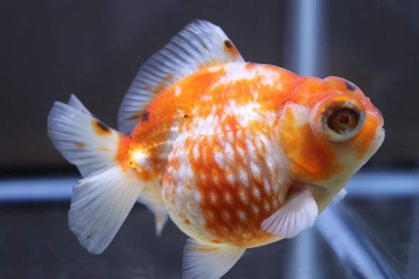 Perscale Dragon Eye Goldfish