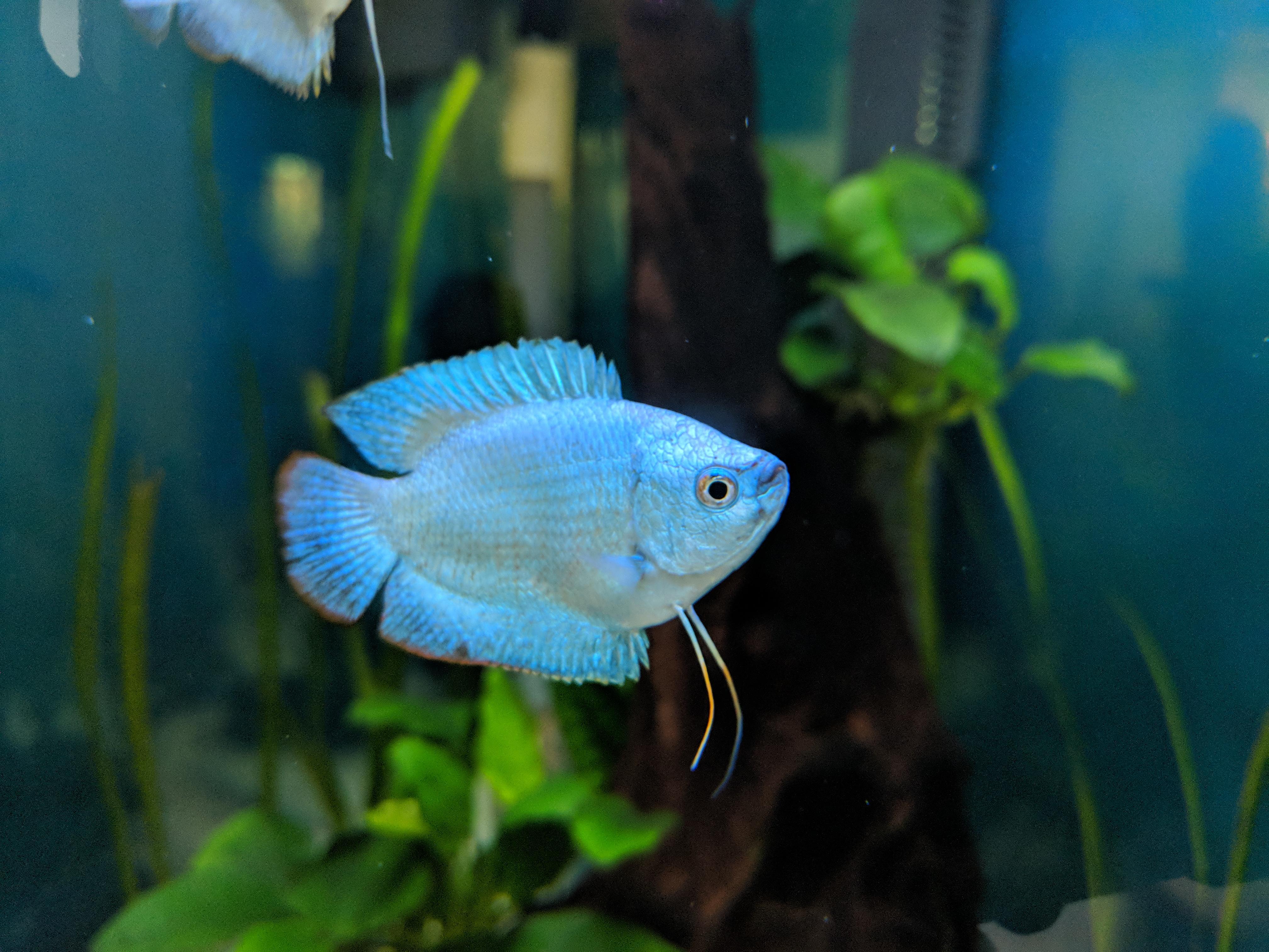 Dwarf Gourami Male 5cm