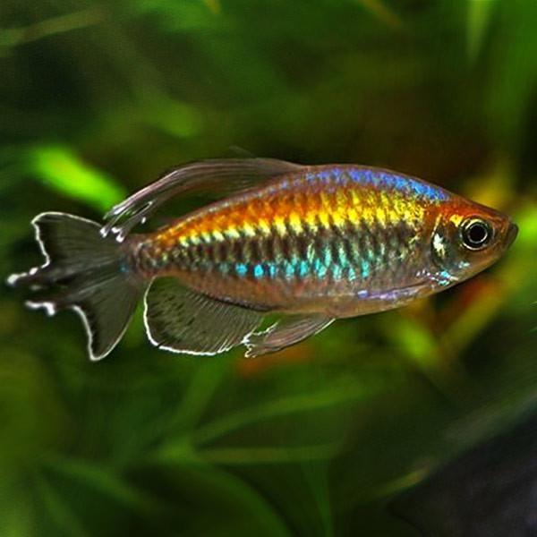Congo Tetra Yellow Tail
