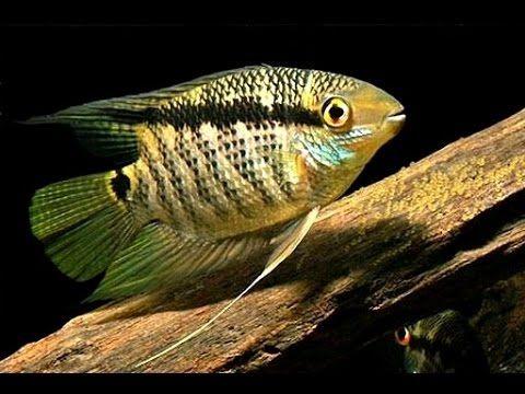 Festivum Cichlid 7cm