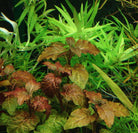 Hyptis Lorentziana - Nature Aquariums